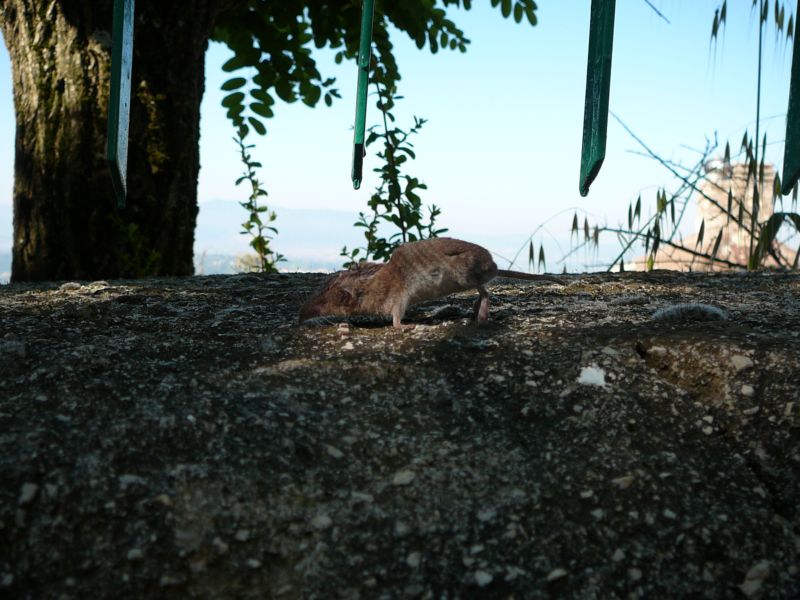 Crocidura minore?