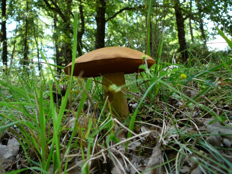 Identificazione boleto