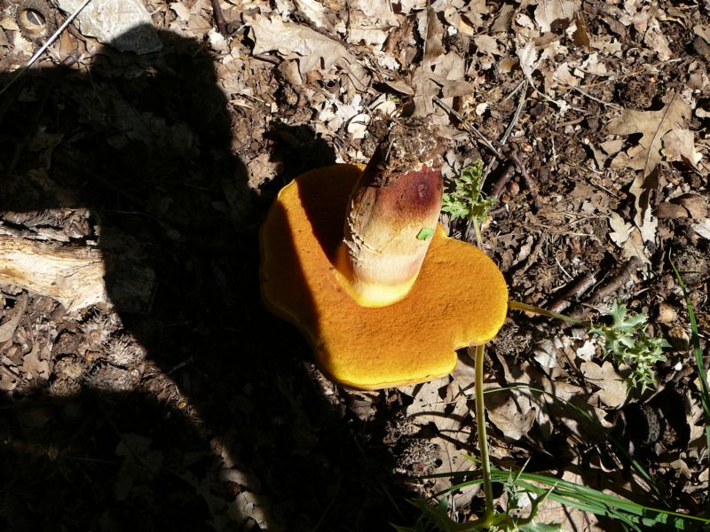 Identificazione boleto