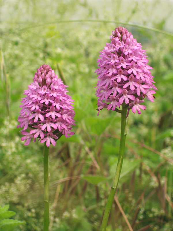 Anacamptis pyramidalis, O. fuciflora, Gymnadenia conpsea