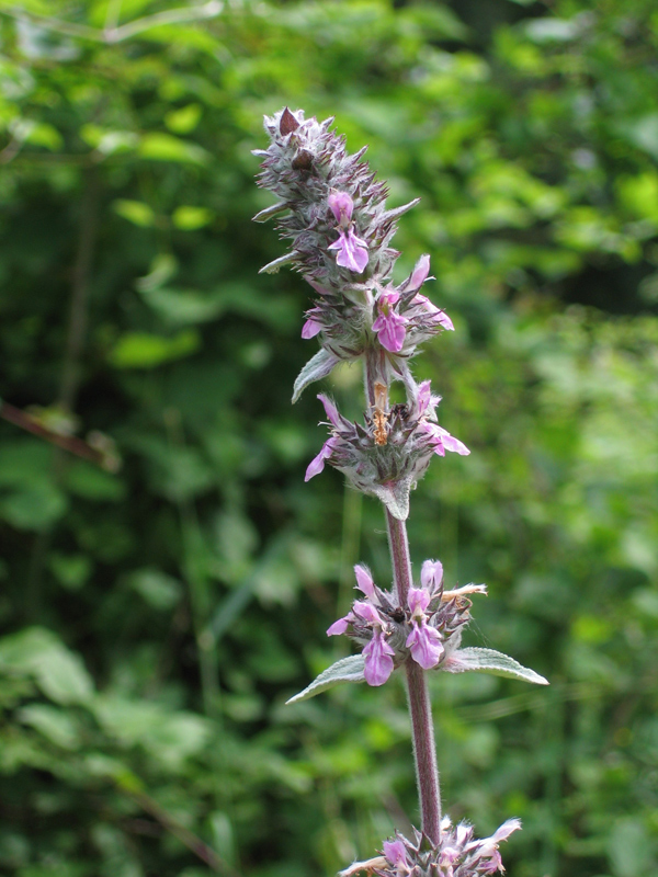 Anacamptis pyramidalis, O. fuciflora, Gymnadenia conpsea