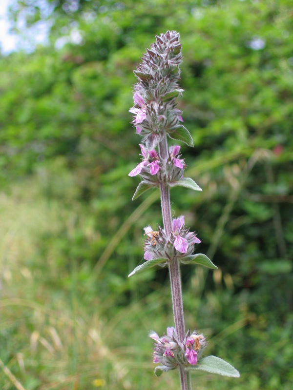 Anacamptis pyramidalis, O. fuciflora, Gymnadenia conpsea
