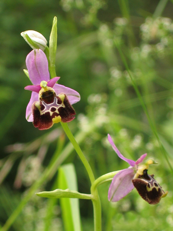 Anacamptis pyramidalis, O. fuciflora, Gymnadenia conpsea