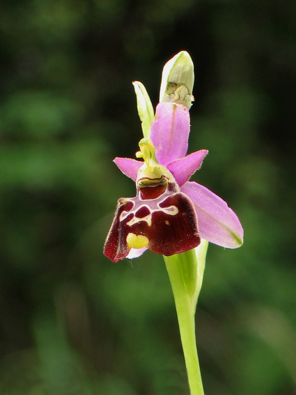 Anacamptis pyramidalis, O. fuciflora, Gymnadenia conpsea
