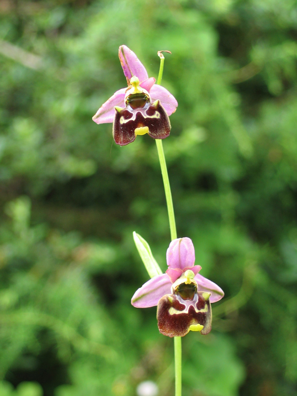 Anacamptis pyramidalis, O. fuciflora, Gymnadenia conpsea