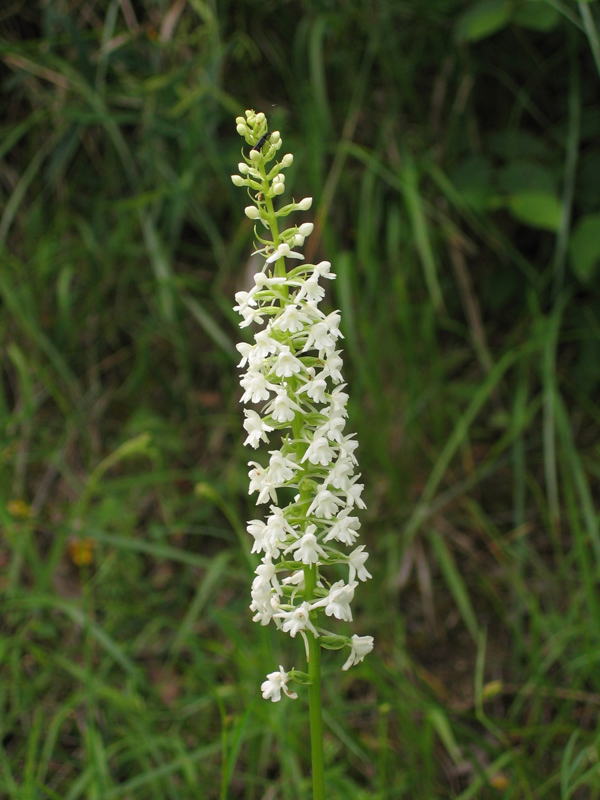 Anacamptis pyramidalis, O. fuciflora, Gymnadenia conpsea