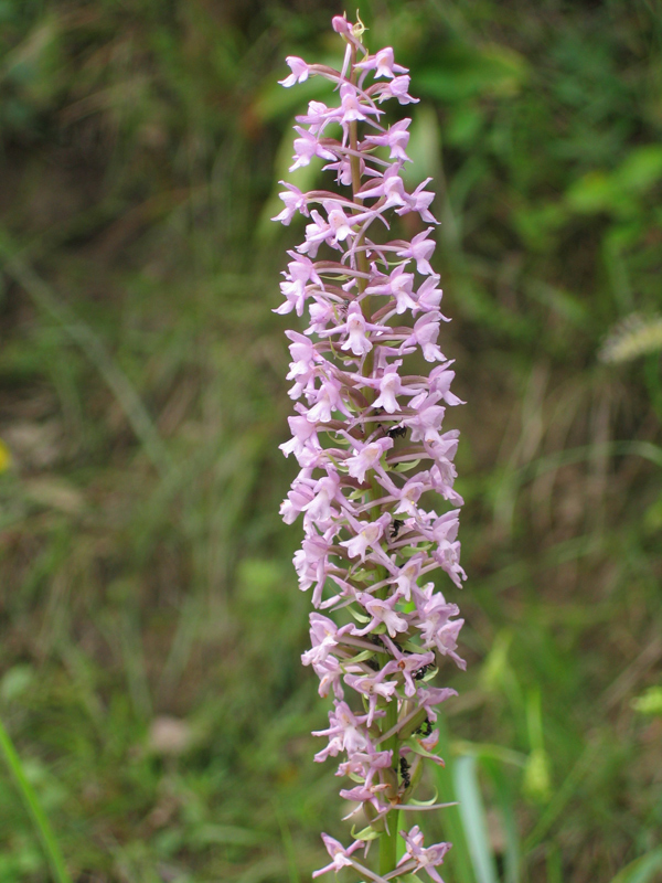 Anacamptis pyramidalis, O. fuciflora, Gymnadenia conpsea