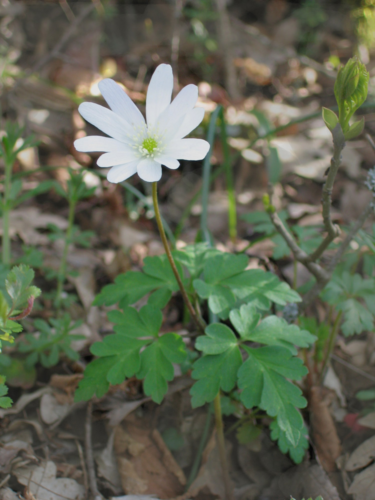 cosa abbiamo qui? Anemone apennina
