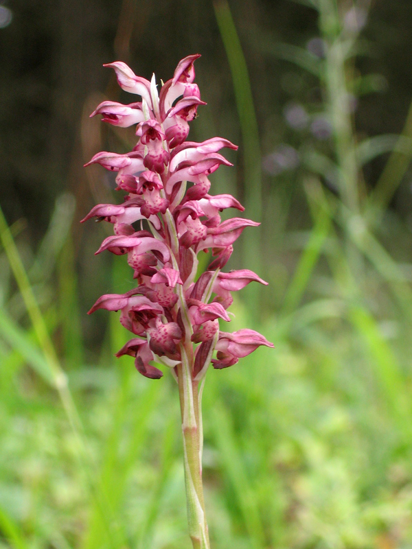 Orchis coriophora