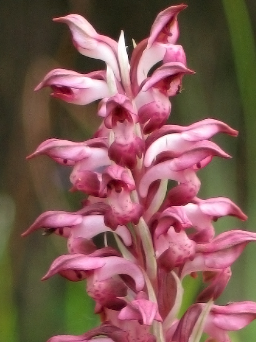 Orchis coriophora