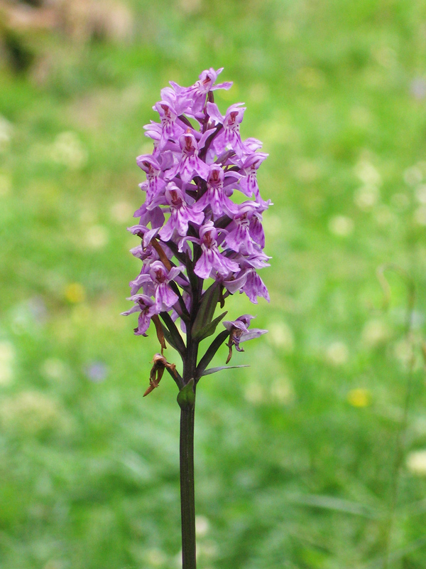 Dactylorhiza fuchsii  - Orchidee alpine - riconoscimento