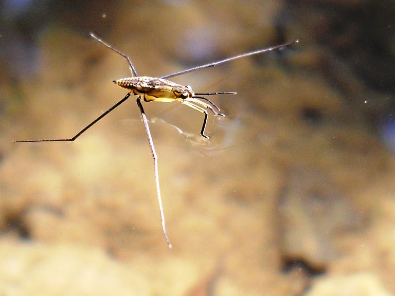 Pulce d' acqua , Natura Mediterraneo Forum Naturalistico