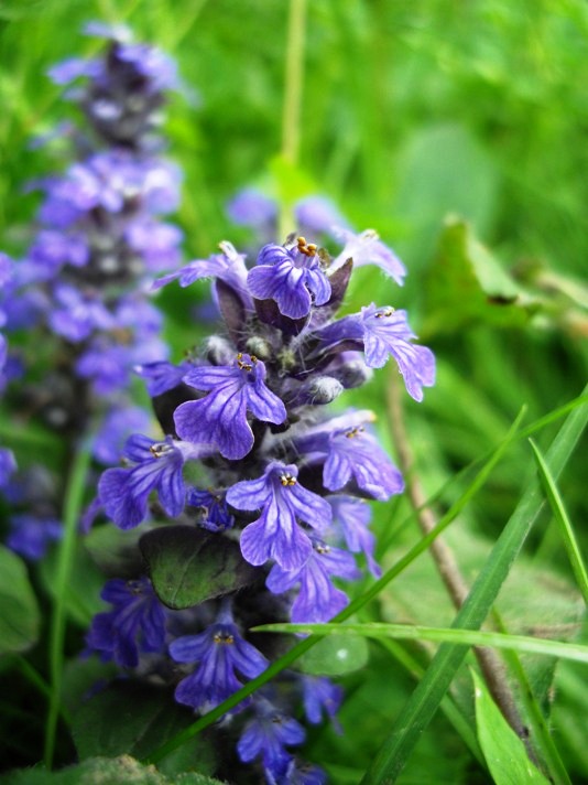 Ajuga reptans / Iva comune, Erba di S.Lorenzo