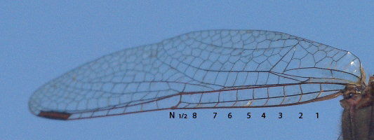 Identificazione Libellulidae