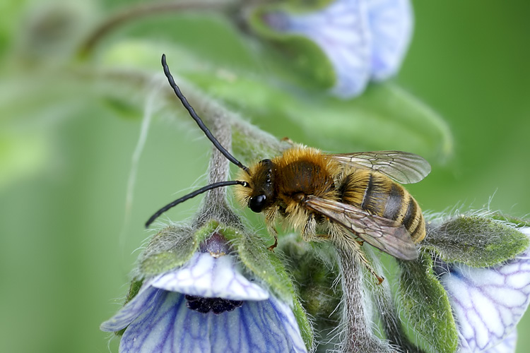 Eucera sp. M. (Apidae)