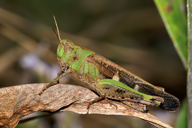 Aiolopus strepens (Acrididae)