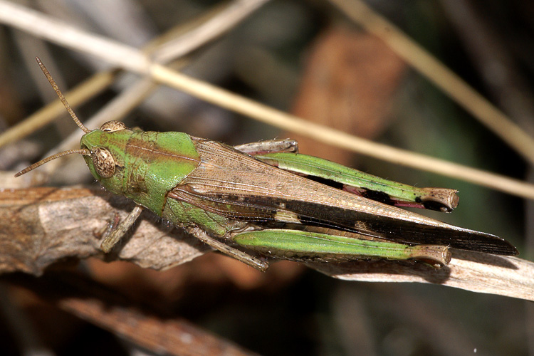 Aiolopus strepens (Acrididae)