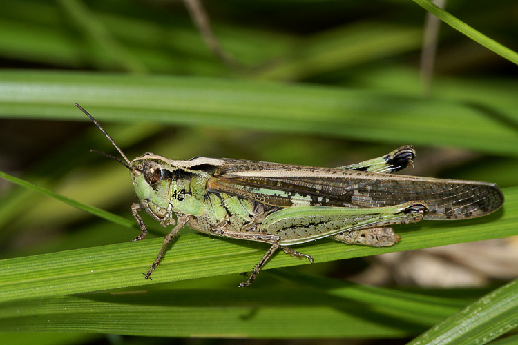 Aiolopus thalassinus (Acrididae)