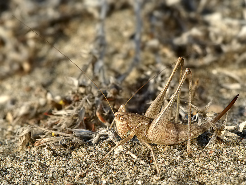 Rhacocleis cfr. germanica