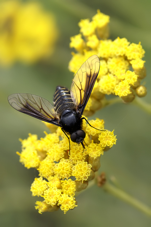 Lomatia cf. belzebul M. (Bombyliidae)