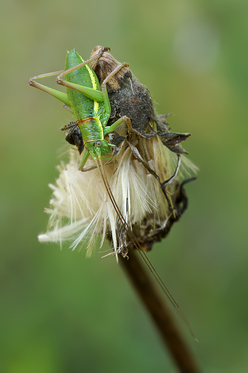 Ephippiger sp. (stadi giovanili)