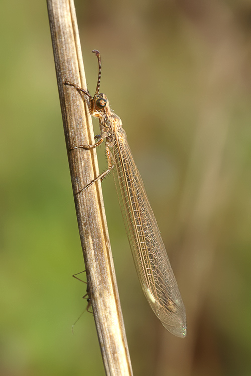 Creoleon & Myrmecaelurus [Myrmeleontidae da identificare]