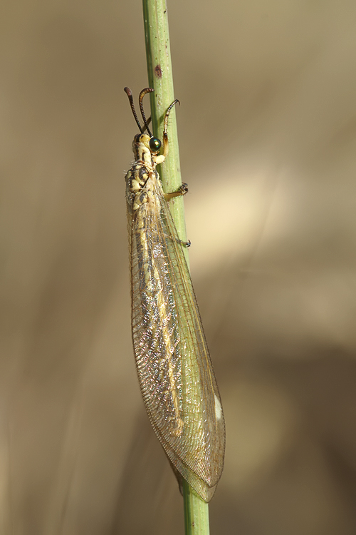 Creoleon & Myrmecaelurus [Myrmeleontidae da identificare]