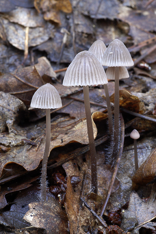 2 Mycena