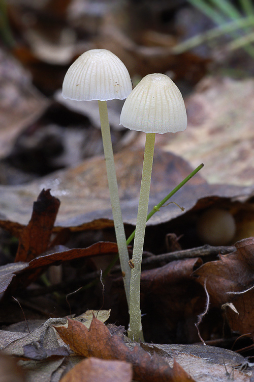 2 Mycena