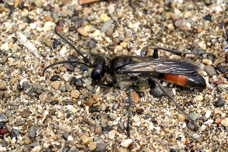 Sphex cf. funerarius M. (Sphecidae)