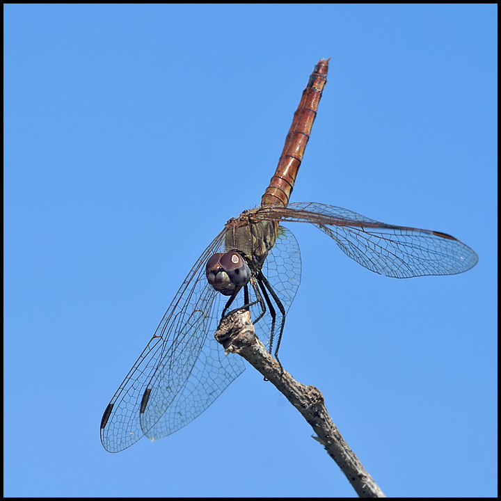 Identificazione Libellulidae