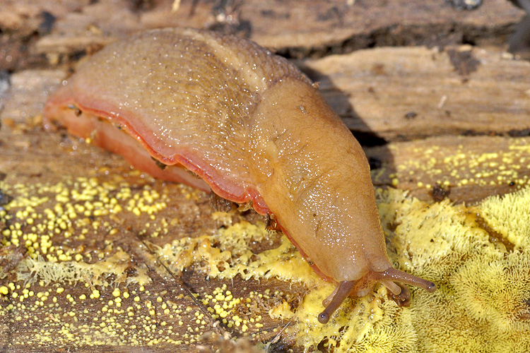 Limax sordidus sulle colline del Chianti (FI)