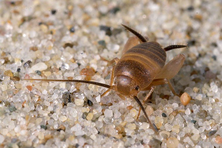 Piccolo ortottero siculo: Myrmecophilus sp.