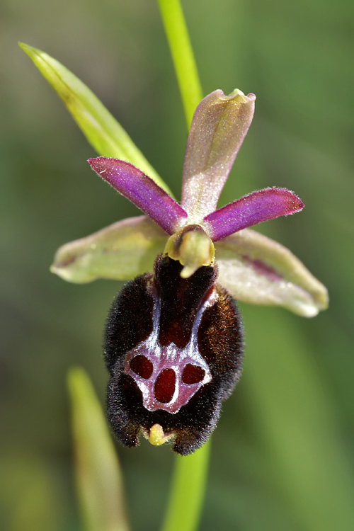 Ophrys bertolonii