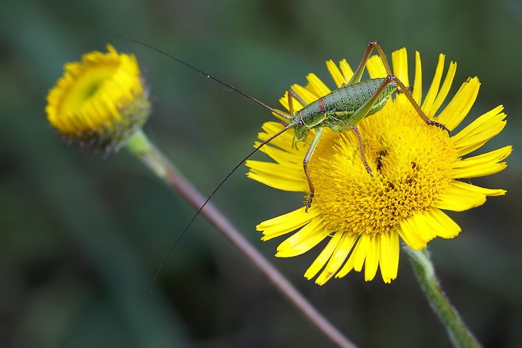Ephippiger sp. (stadi giovanili)