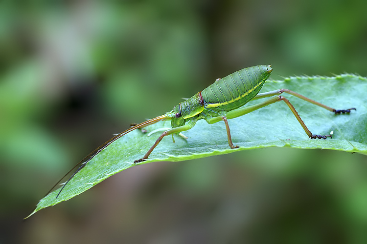 Ephippiger sp. (stadi giovanili)