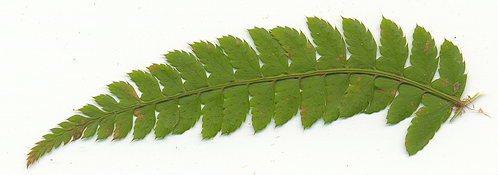 Polystichum cfr. x bicknellii