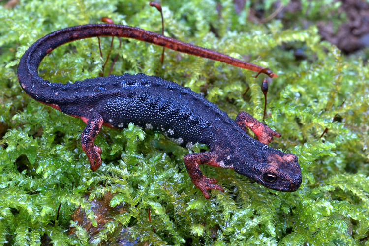 Salamandrina chiantigiana