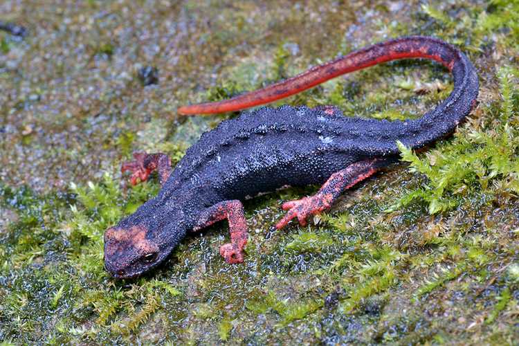 Salamandrina chiantigiana
