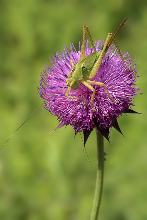 Tettigonia sp. (stadi ninfali)