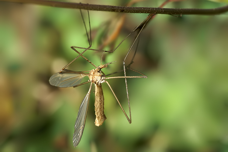 Tipula