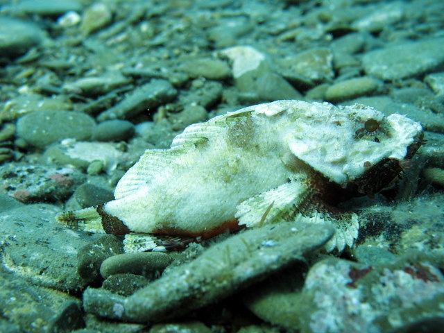 Scorpaena scrofa? Esemplare di colore bianco!