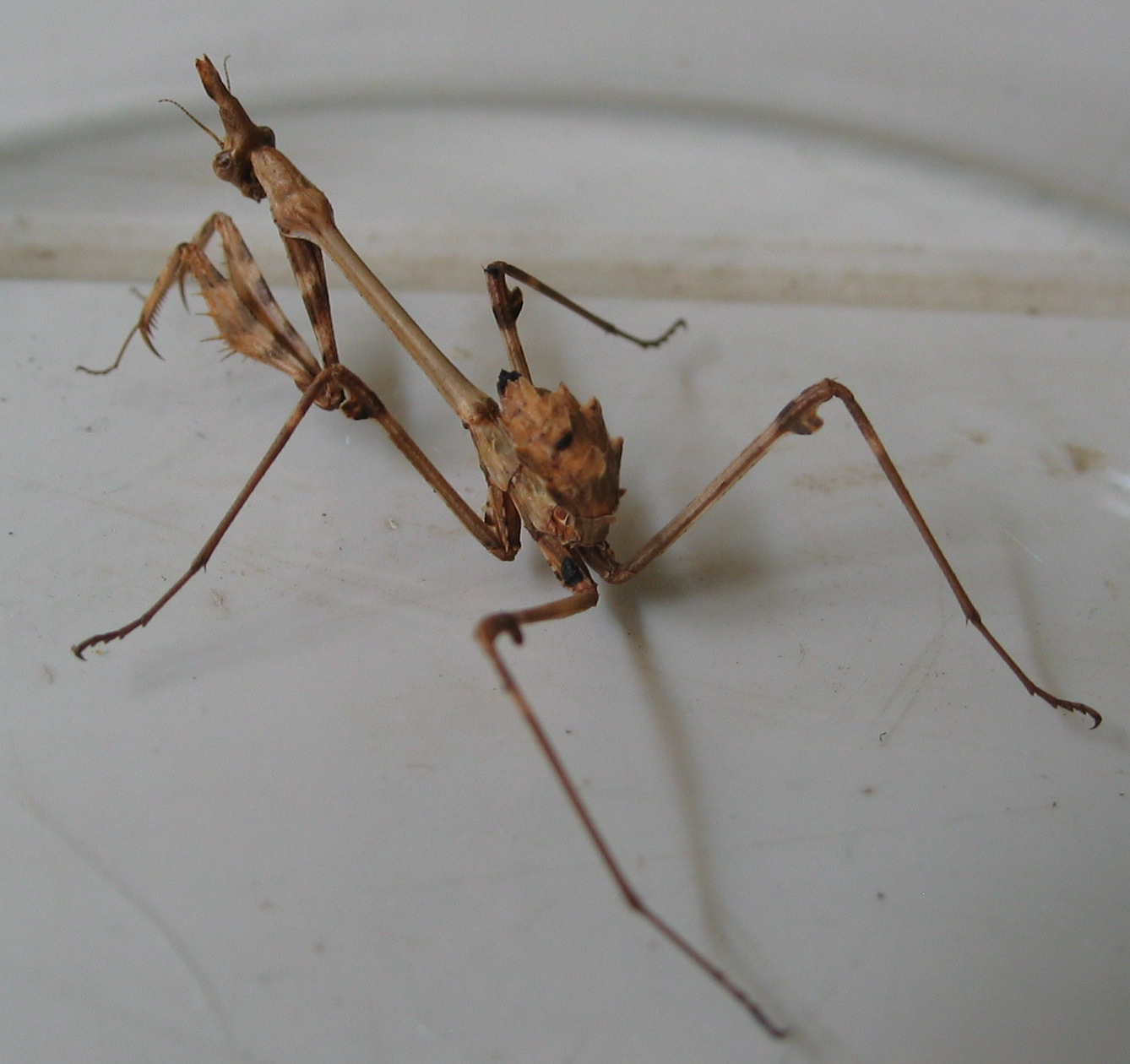 mantodeo o mantispide? Empusa sp.