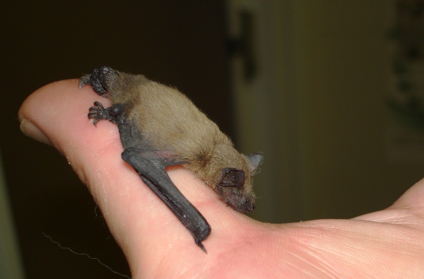 Un chiarimento sui pipistrelli