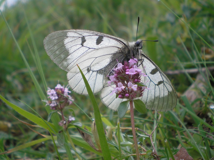 Stanno volando le Apollo sull''Appennino?