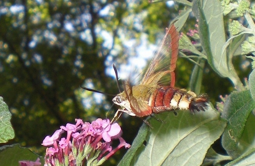 Hemaris fuciformis