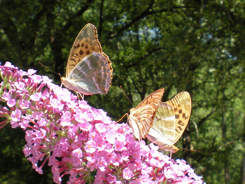 Argynnis paphia e Argynnis (Fabriciana) adippe