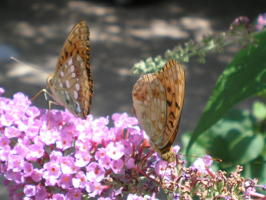 Argynnis paphia e Argynnis (Fabriciana) adippe