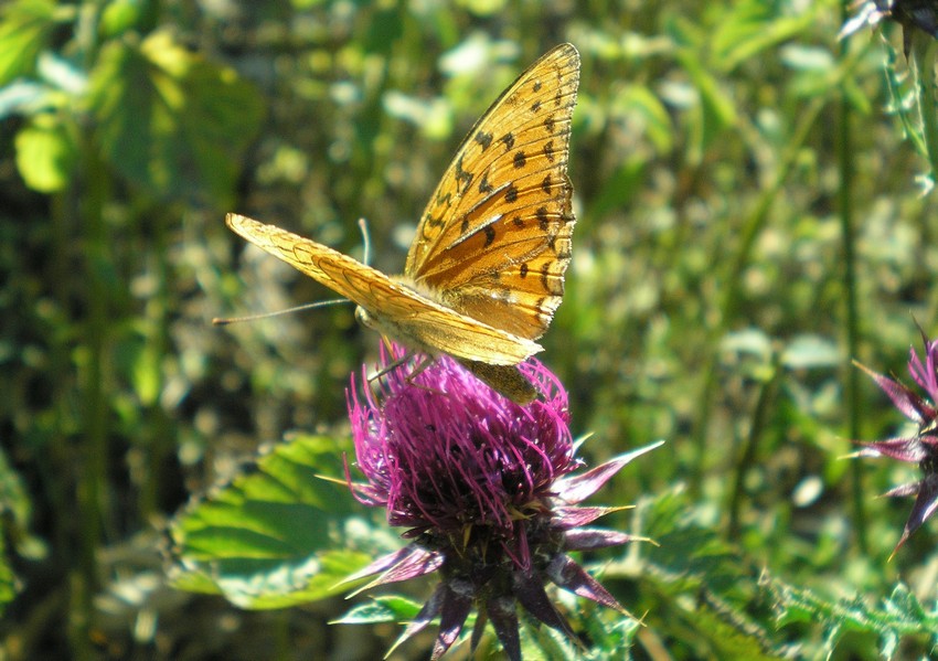 Argynnis paphia e Argynnis (Fabriciana) adippe