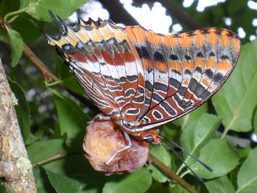 La pi bella del reame - Charaxes jasius